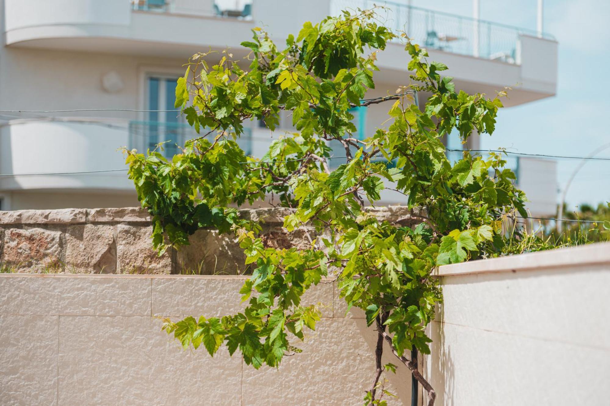 Appartamento La Casa Di Dodo Polignano a Mare Esterno foto